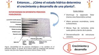 Entonces... ¿Cómo el estado hídrico determina
el crecimiento y desarrollo de una planta?.
Figura. Sensibilidad de los procesos fisiológicos a los cambios en el
potencial hídrico. El grosor de la barra indica la magnitud del proceso,
cuanto más fina más impacto del estrés hídrico (Hslao, 1979).
Estrés hídrico
 Disminuye la expansión foliar
(menos área fotosintética activa)
 Altera procesos enzimáticos, como
la fotosíntesis.
 Menos flujo de nutrientes entre
suelo-planta y dentro de la planta.
 Desnaturalización de estructuras
celulares.
Crecimiento y
desarrollo
INTERFIRIENDO EN DIFERENTES PROCESOS
FISIOLÓGICOS:
 