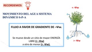MOVIMIENTO DELAGUA SISTEMA
DINÁMICO S-P-A
FLUJO A FAVOR DE GRADIENTE DE –Ψw.
Se mueve desde un sitio de mayor ENERGÍA
LIBRE (> -Ψw)
a otro de menor (< -Ψw).
RECORDEMOS
> -Ψw
< -Ψw
 