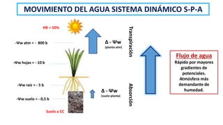 MOVIMIENTO DEL AGUA SISTEMA DINÁMICO S-P-A
-Ψw atm ≈ - 800 b
-Ψw hojas ≈ - 10 b
-Ψw raiz ≈ - 5 b
-Ψw suelo ≈ - 0,5 b
∆ - Ψw
(planta-atm)
∆ - Ψw
(suelo-planta)
Transpiración
Absorción
HR = 50%
Suelo a CC
Flujo de agua
Rápido por mayores
gradientes de
potenciales.
Atmósfera más
demandante de
humedad.
 
