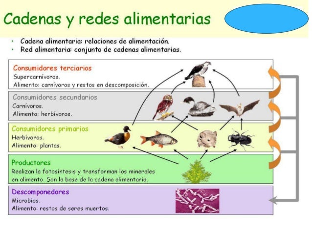 cadenas y redes alimentarias wikipedia clase ecosistema etapa 2 flujo de energ 237 a en los ecosistemas cadenas y redes alimentarias wikipedia clase ecosistema etapa 2 flujo de energ 237 a en los ecosistemas
