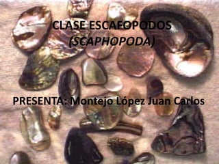 CLASE ESCAFOPODOS (SCAPHOPODA) PRESENTA: Montejo López Juan Carlos 