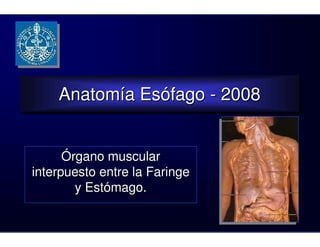 Anatomía Esófago - 2008
    Anatomía Esófago - 2008


      Órgano muscular
interpuesto entre la Faringe
        y Estómago.
 