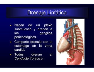 Drenaje Linfático
            Drenaje Linfático

•   Nacen de un plexo
    submucoso y drenen a
    los             ganglios
    periesofágicos.
•   Comparte drenaje con el
    estómago en la zona
    cardial.
•   Todos      drenan      al
    Conducto Torácico.
 