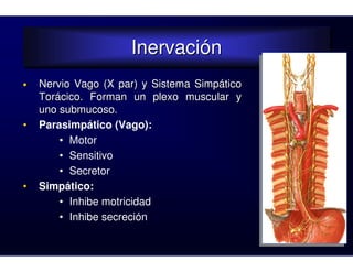 Inervación
                     Inervación
•   Nervio Vago (X par) y Sistema Simpático
    Torácico. Forman un plexo muscular y
    uno submucoso.
•   Parasimpático (Vago):
        • Motor
        • Sensitivo
        • Secretor
•   Simpático:
        • Inhibe motricidad
        • Inhibe secreción
 