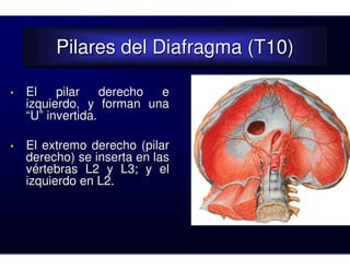 Pilares del Diafragma (T10)
         Pilares del Diafragma (T10)

•   El    pilar    derecho e
    izquierdo, y forman una
    “U” invertida.

•   El extremo derecho (pilar
    derecho) se inserta en las
    vértebras L2 y L3; y el
    izquierdo en L2.
 