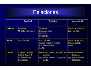 Relaciones
                           Relaciones
                Cervical                  Torácica              Abdominal


Delante   Tráquea               Tráquea                     Nervio X izquierdo
          M. esternotiroideo.   Bronquio Izq..              Lob. Izq híg.
                                GG linf.
                                Pericardio

Atrás     Col. Vertebr.         Col. Vertebr.               Nervio X derecho.
                                Acigos mayor y menor.       Pilares del Di.
                                Art. Intercostales          Aorta
                                Aorta.

Lados     Cuerpo Tiroides.      Derecha: pleura, cayado de Derecha: Lóbulo
          Arteria Tiro. Inf.        ácigos.                     Spiegel.
          N. Recurrente         Izquierda: pleura y pulmón, Izquierda: Fondo
          Simpático.                aorta.                      Gástrico,.
 