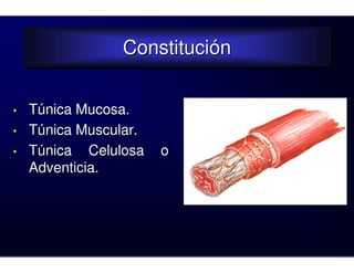 Constitución
                Constitución

•   Túnica Mucosa.
•   Túnica Muscular.
•   Túnica Celulosa    o
    Adventicia.
 