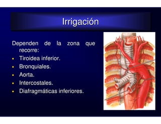 Irrigación
                Irrigación

Dependen de la zona que
  recorre:
• Tiroidea inferior.
• Bronquiales.
• Aorta.
• Intercostales.
• Diafragmáticas inferiores.
 
