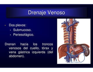 Drenaje Venoso
                Drenaje Venoso

•   Dos plexos:
    • Submucoso.
    • Periesofágico.


Drenan hacia los troncos
  venosos del cuello, tórax y
  vena gástrica izquierda (del
  abdomen).
 