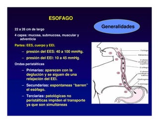 ESOFAGO
22 a 26 cm de largo
4 capas: mucosa, submucosa, muscular y
adventicia
Partes: EES, cuerpo y EEI.
– presión del EES: 40 a 100 mmHg.
– presión del EEI: 10 a 45 mmHg.
Ondas peristálticas
– Primarias: aparecen con la
deglución y se siguen de una
relajación del EEI.
– Secundarias: espontaneas “barren”
el esófago.
– Terciarias: patológicas no
peristálticas impiden el transporte
ya que son simultáneas
Generalidades
 