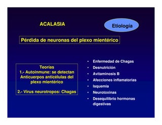 ACALASIA
• Enfermedad de Chagas
• Desnutrición
• Avitaminosis B
• Afecciones inflamatorias
• Isquemia
• Neurotoxinas
• Desequilibrio hormonas
digestivas
Etiología
Pérdida de neuronas del plexo mientérico
Teorías
1.- Autoinmune: se detectan
Anticuerpos anticélulas del
plexo mientérico
2.- Virus neurotropos: Chagas
 