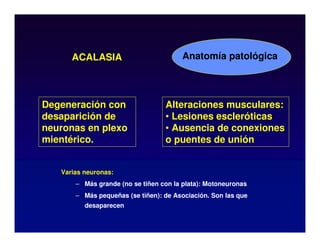 ACALASIA
Varias neuronas:
– Más grande (no se tiñen con la plata): Motoneuronas
– Más pequeñas (se tiñen): de Asociación. Son las que
desaparecen
Anatomía patológica
Degeneración con
desaparición de
neuronas en plexo
mientérico.
Alteraciones musculares:
• Lesiones escleróticas
• Ausencia de conexiones
o puentes de unión
 