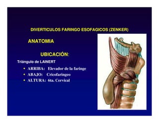 DIVERTICULOS FARINGO ESOFAGICOS (ZENKER)
UBICACIÓN:
Triángulo de LAINERT
 ARRIBA: Elevador de la faringe
 ABAJO: Cricofaringeo
 ALTURA: 6ta. Cervical
ANATOMIA
 