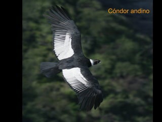 Cóndor andino 