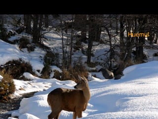 Huemul 