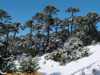 Bosque de araucarias 