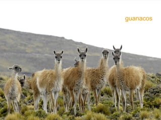 guanacos 