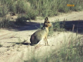Mara 