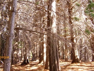 Bosque 