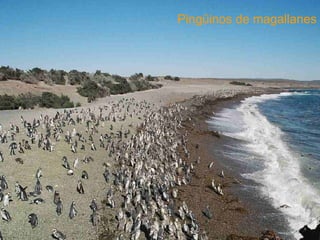 Pingüinos de magallanes 