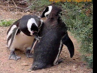Pingüinos de magallanes 