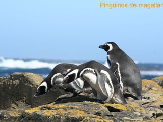 Pingüinos de magallanes 