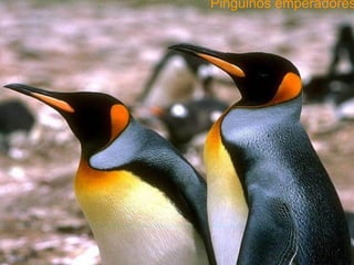 Pingüinos emperadores 