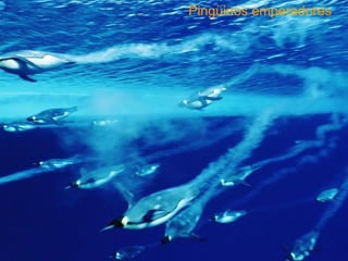 Pingüinos emperadores 