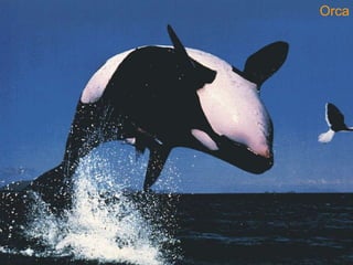 Orca 