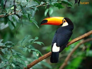 tucan 
