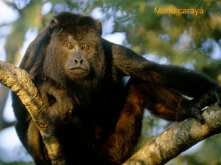 Mono carayá 
