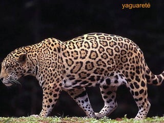 yaguareté 
