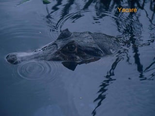 Yacaré  