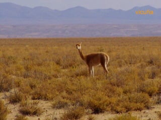 vicuña 
