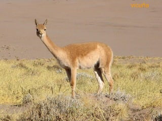 vicuña 