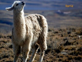 llama 