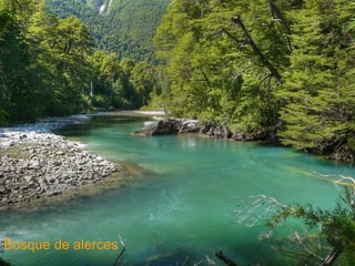 Bosque de alerces 