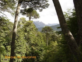 Bosque de araucarias 