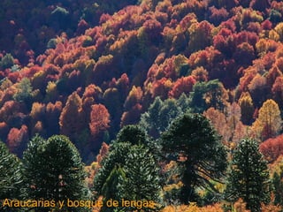 Araucarias y bosque de lengas 