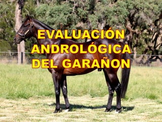 EVALUACIÓN ANDROLÓGICA DEL GARAÑON 