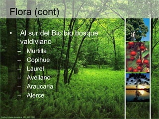 Flora (cont)Al sur del Bio bio bosque valdivianoMurtillaCopihueLaurel AvellanoAraucariaAlerce