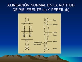 ALINEACIÓN NORMAL EN LA ACTITUD DE PIE: FRENTE (a) Y PERFIL (b) 