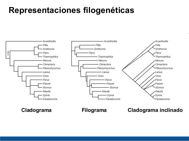 Clase: Introducción a la Filogenia 2016