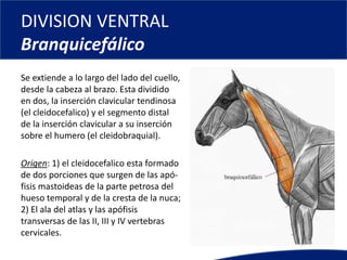DIVISION VENTRAL
Branquicefálico
Se extiende a lo largo del lado del cuello,
desde la cabeza al brazo. Esta dividido
en dos, la inserción clavicular tendinosa
(el cleidocefalico) y el segmento distal
de la inserción clavicular a su inserción
sobre el humero (el cleidobraquial).
Origen: 1) el cleidocefalico esta formado
de dos porciones que surgen de las apó-
fisis mastoideas de la parte petrosa del
hueso temporal y de la cresta de la nuca;
2) El ala del atlas y las apófisis
transversas de las II, III y IV vertebras
cervicales.
 