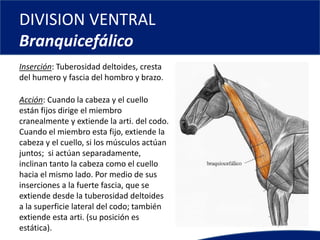 DIVISION VENTRAL
Branquicefálico
Inserción: Tuberosidad deltoides, cresta
del humero y fascia del hombro y brazo.
Acción: Cuando la cabeza y el cuello
están fijos dirige el miembro
cranealmente y extiende la arti. del codo.
Cuando el miembro esta fijo, extiende la
cabeza y el cuello, si los músculos actúan
juntos; si actúan separadamente,
inclinan tanto la cabeza como el cuello
hacia el mismo lado. Por medio de sus
inserciones a la fuerte fascia, que se
extiende desde la tuberosidad deltoides
a la superficie lateral del codo; también
extiende esta arti. (su posición es
estática).
 