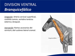 DIVISION VENTRAL
Branquicefálico
Irrigación: Arteria cervical superficial,
carótida común, vertebra torácica
externa y braquial.
Inervación: Ramas accesorias del
cervical y del cutáneo lateral craneal.
 