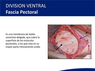 DIVISION VENTRAL
Fascia Pectoral
Es una membrana de tejido
conectivo delgada, que cubre la
superficie de los músculos
pectorales, a los que esta en su
mayor parte íntimamente unida.
 