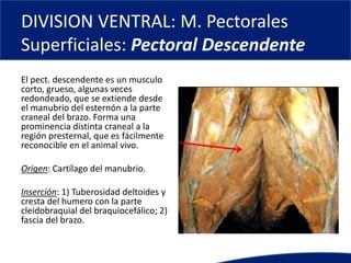DIVISION VENTRAL: M. Pectorales
Superficiales: Pectoral Descendente
El pect. descendente es un musculo
corto, grueso, algunas veces
redondeado, que se extiende desde
el manubrio del esternón a la parte
craneal del brazo. Forma una
prominencia distinta craneal a la
región presternal, que es fácilmente
reconocible en el animal vivo.
Origen: Cartílago del manubrio.
Inserción: 1) Tuberosidad deltoides y
cresta del humero con la parte
cleidobraquial del braquiocefálico; 2)
fascia del brazo.
 
