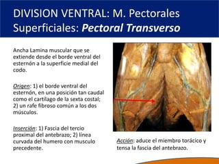 DIVISION VENTRAL: M. Pectorales
Superficiales: Pectoral Transverso
Ancha Lamina muscular que se
extiende desde el borde ventral del
esternón a la superficie medial del
codo.
Origen: 1) el borde ventral del
esternón, en una posición tan caudal
como el cartílago de la sexta costal;
2) un rafe fibroso común a los dos
músculos.
Inserción: 1) Fascia del tercio
proximal del antebrazo; 2) línea
curvada del humero con musculo
precedente.
Acción: aduce el miembro torácico y
tensa la fascia del antebrazo.
 
