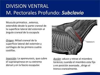 DIVISION VENTRAL
M. Pectorales Profundo: Subclavio
Musculo primatico , extenso,
extendido desde la parte craneal de
la superficie lateral del esternón al
ángulo craneal de la escapula
Origen: Mitad craneal de la
superficie lateral del esternón y
cartílagos de las primera cuatro
costillas.
Inserción: La aponeurosis, que cubre
el supraespinoso en su extremo
dorsal y en la fascio escapular.
Acción: aduce y retrae el miembro
torácico; cuando el miembro esta fijo
y en posición avanzada , dirige el
tronco cranealmente.
 
